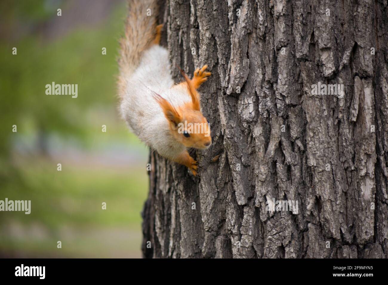 Kleines rotes Eichhörnchen kommt vom Baum herab Stockfoto