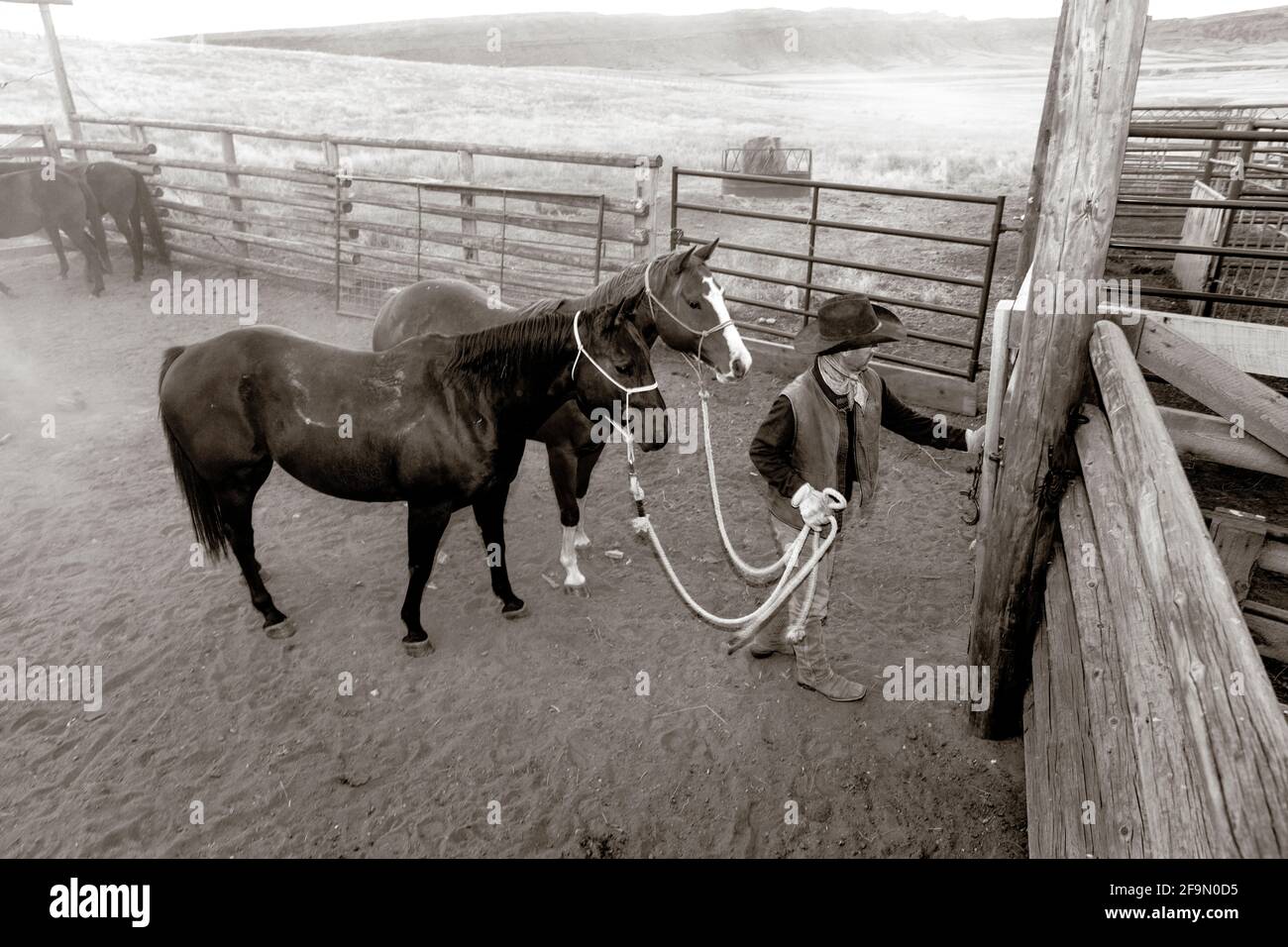 WY 04140-00-BW... WYOMING - Barry Cargo führenden Pferde aus dem Hürde an der Willow Creek Ranch. Herr #C11 Stockfoto
