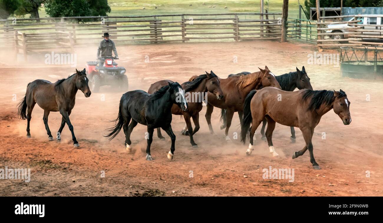 WY 04145-00 ... WYOMING - Ord Buckingham Pferde bewegen aus der modernen Hürde an der Willow Creek Ranch. Herr #B20 Stockfoto