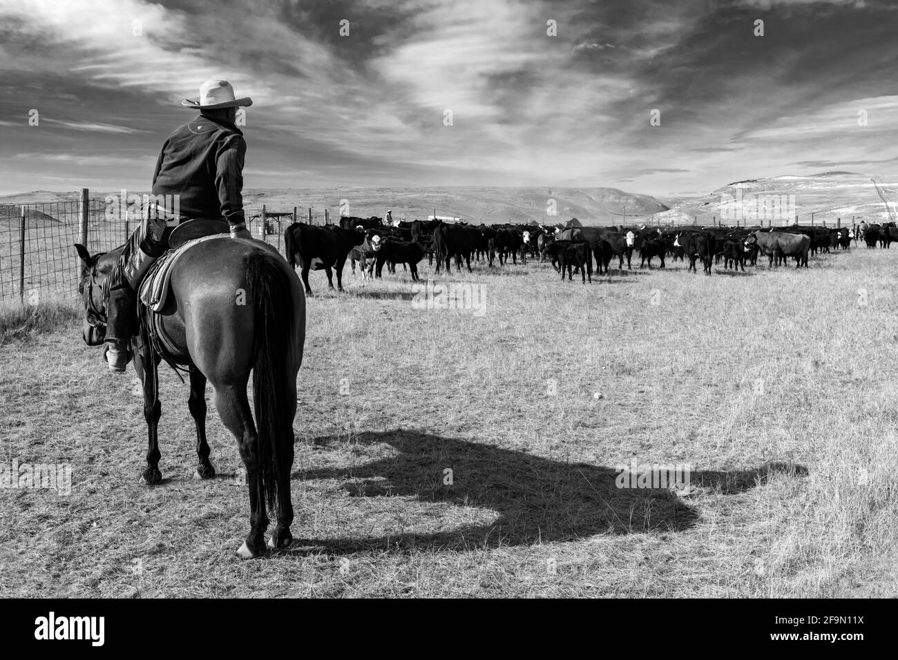 WY 04147-00-BW... WYOMING - Rinder Runden auf dem Willow Creek Ranch. Stockfoto