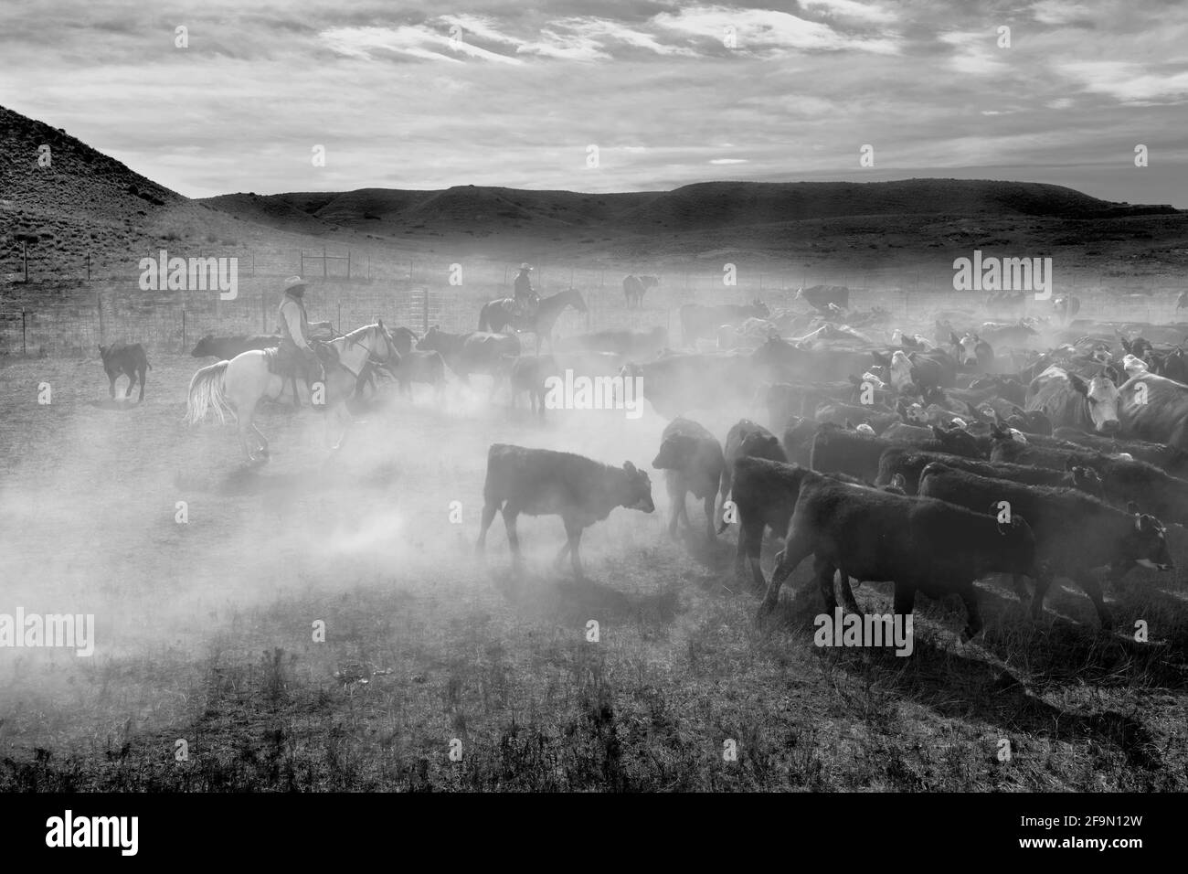 WY 04148-00-BW... WYONING - Almabtrieb auf der Willow Creek Ranch. Stockfoto