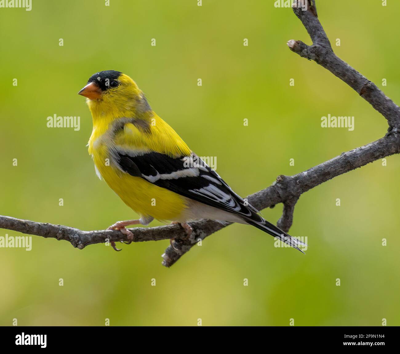 Männlicher amerikanischer Goldfink ( Spinus tristis ) Auf Der Branch Mit Blick Nach Vorne Stockfoto