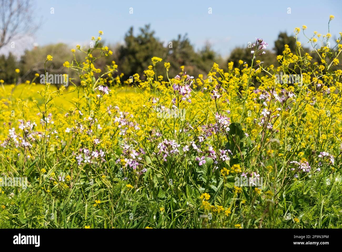 Wiese mit blühenden Blumen und Bäumen am Himmel. Israel Stockfoto
