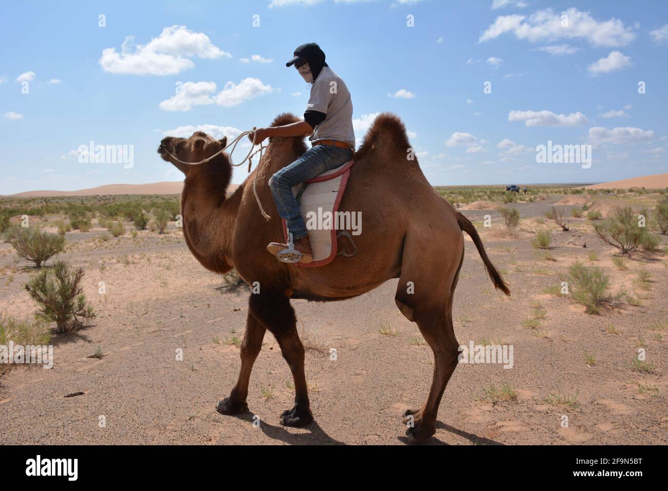 Baktrianische Kamelreiten für Touristen in den Sanddünen von Moltsog Els, Wüste Gobi, Mongolei. Stockfoto