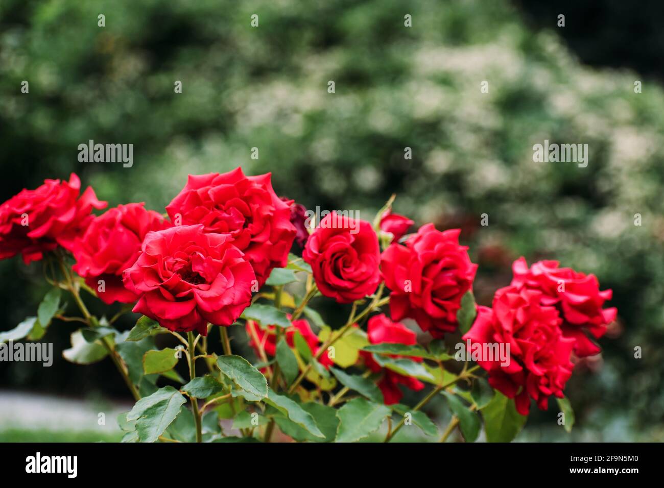 Rote Rosen wachsen im Garten. Schöner Hintergrund mit Blumen Stockfoto