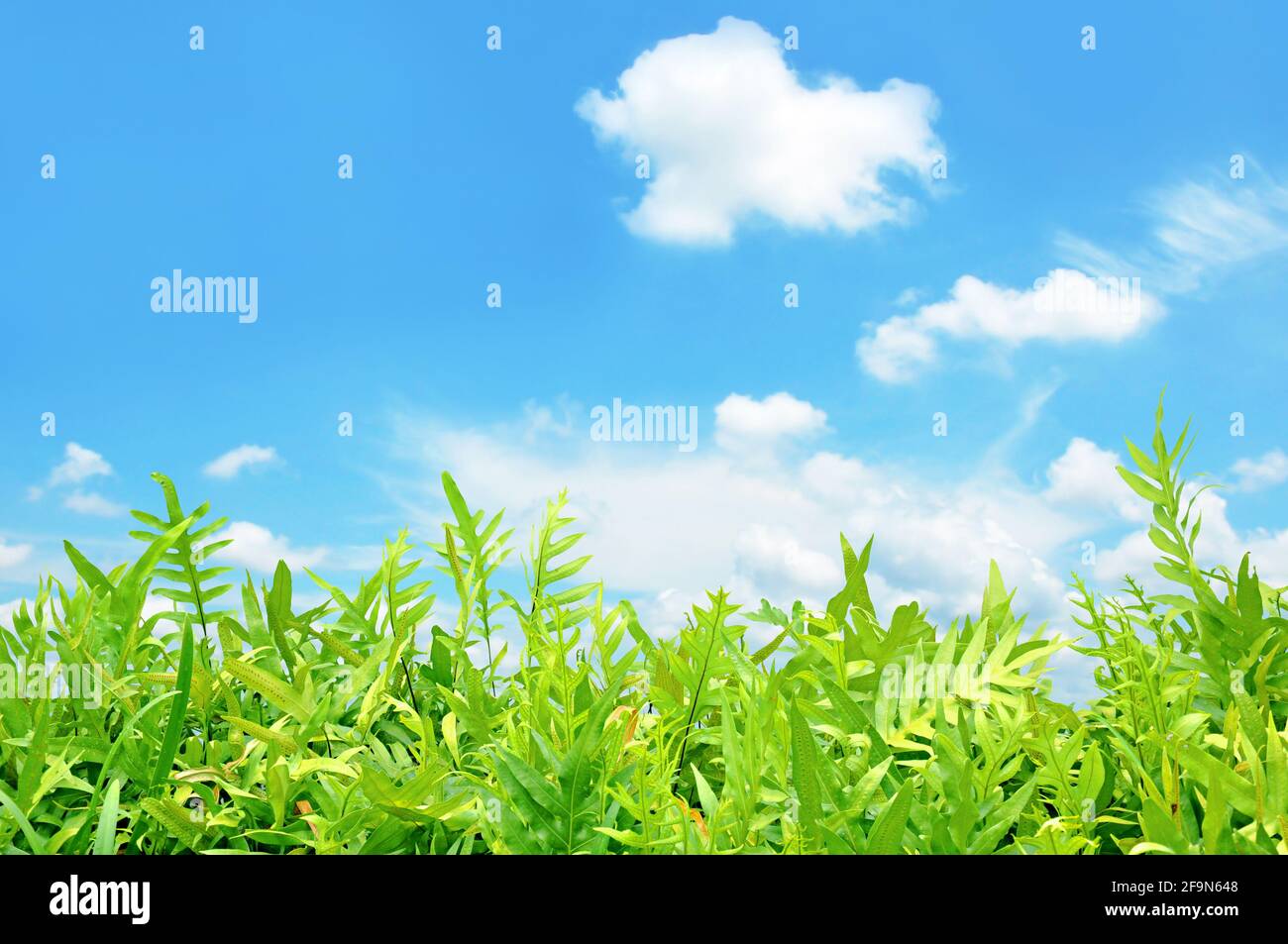 Grüne Farnblätter auf blauem Himmel Hintergrund Stockfoto