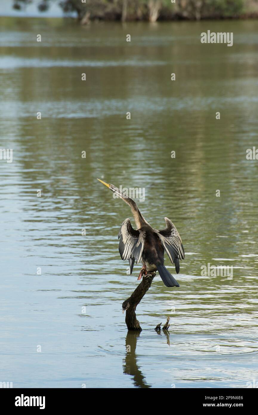 Ein Darter (Anhinga melanogaster) steht auf einem toten Baum, um sich nach einem Tauchgang im See im Jells Park in Glen Waverley, Victoria, Australien, zu trocknen. Stockfoto