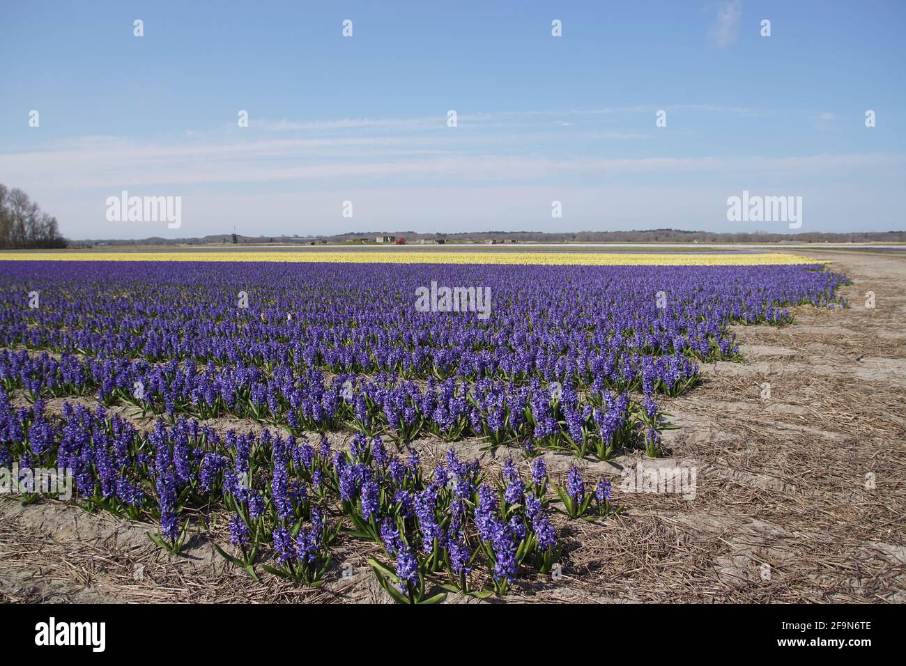 Felder von blauen und gelben Gemeinen Hyazinthen, Garten Hyazinthen (Hyacinthus orientalis), in der Nähe des Nord-Holland-Dorfes Bergen im Frühjahr. Stockfoto