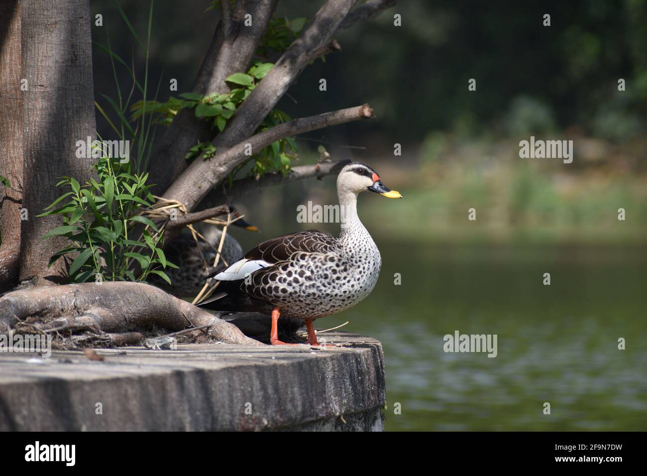 Vogelstellung im Schatten eines Baumes, Enteneinstellung im Schatten von drei Stockfoto