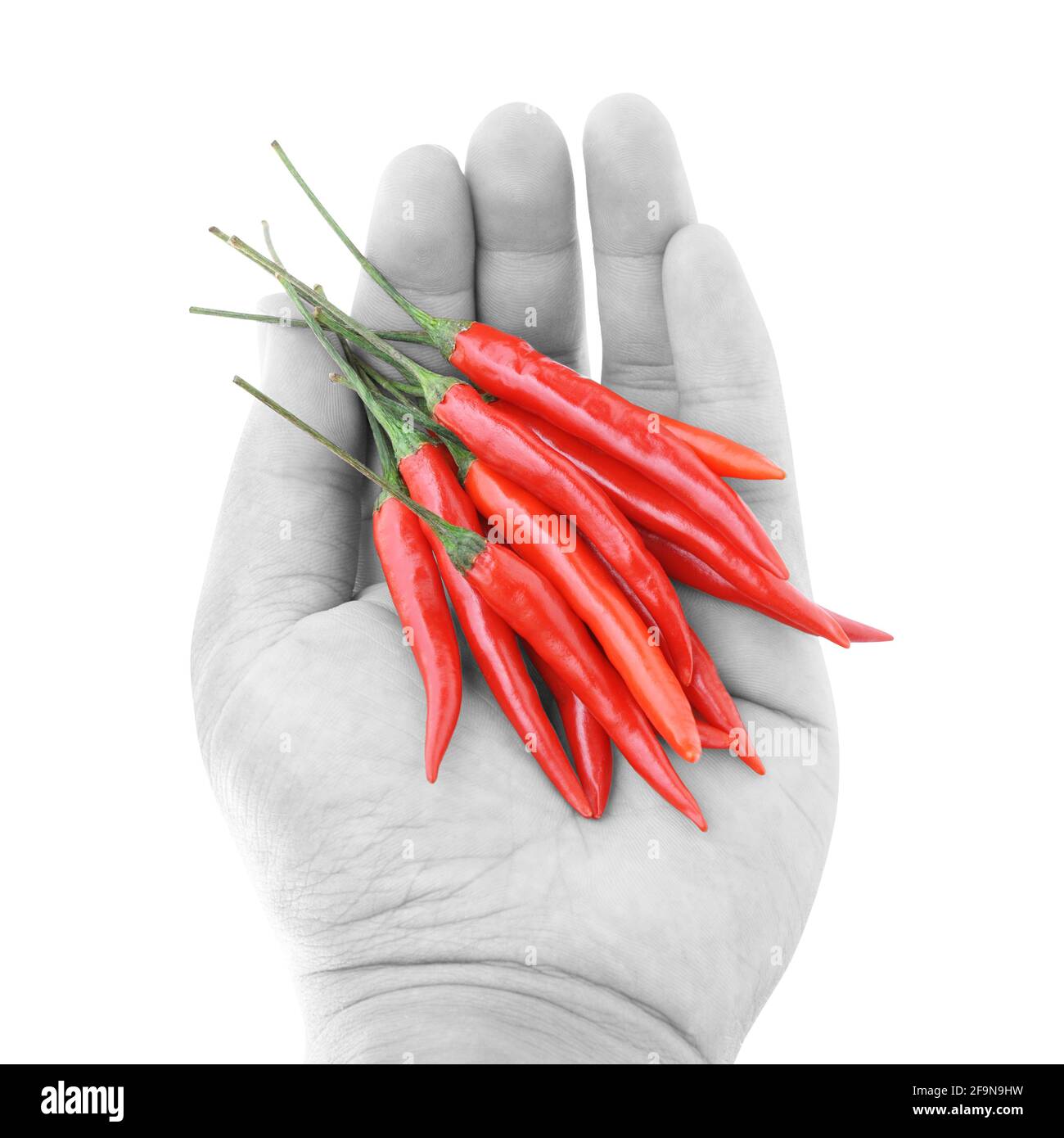 Hand halten rote Thai Chilies - eine der wichtigsten Zutaten Thailändisches Essen Stockfoto