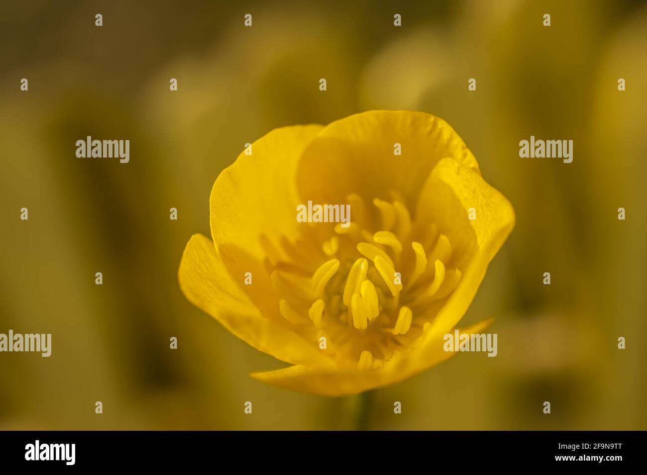 Makro-Foto von Golden Buttercup Anthers. Selektiver Fokus Blumenbild. Stockfoto