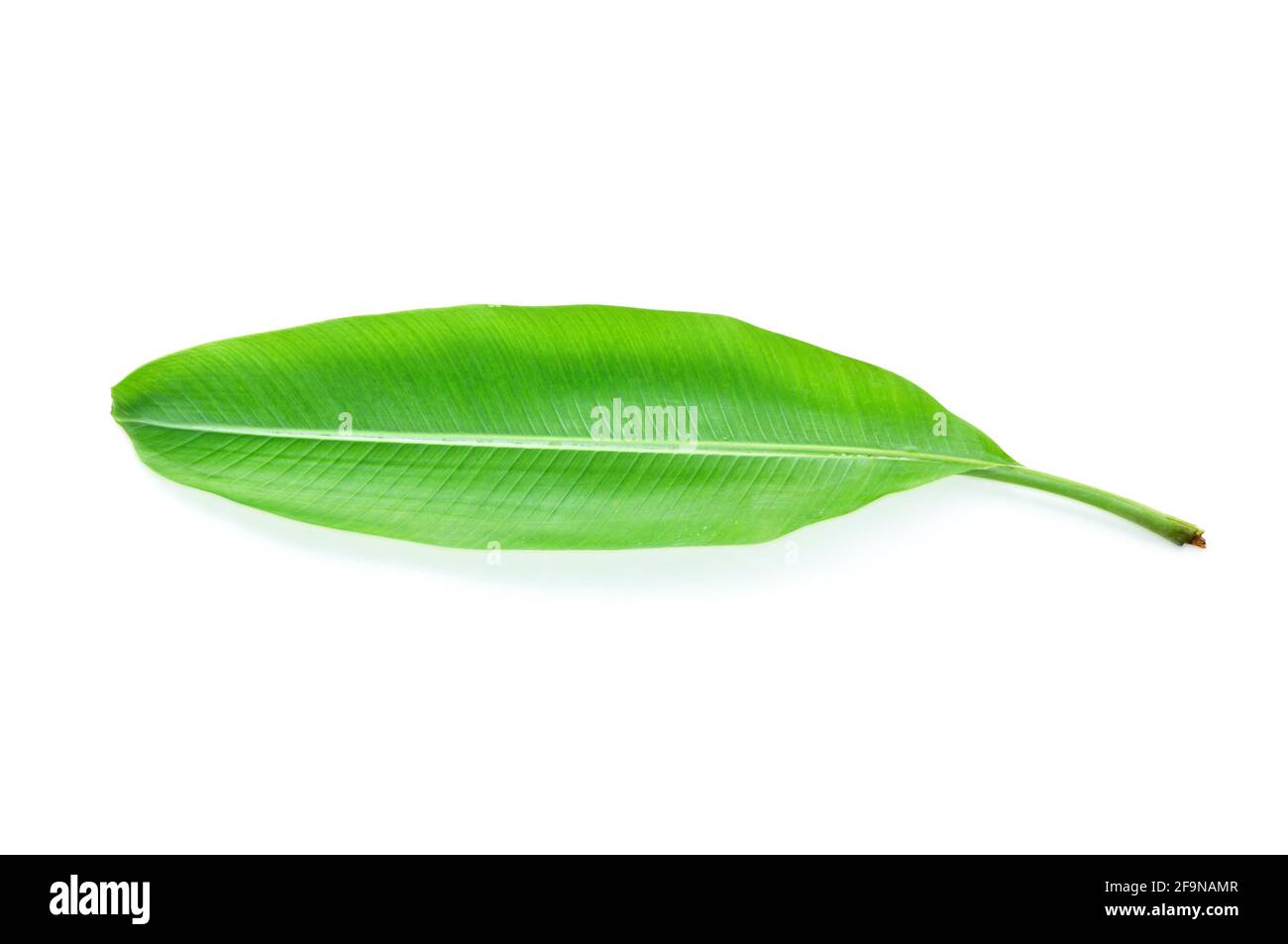 Junges grünes Bananenblatt isoliert auf weißem Hintergrund Stockfoto