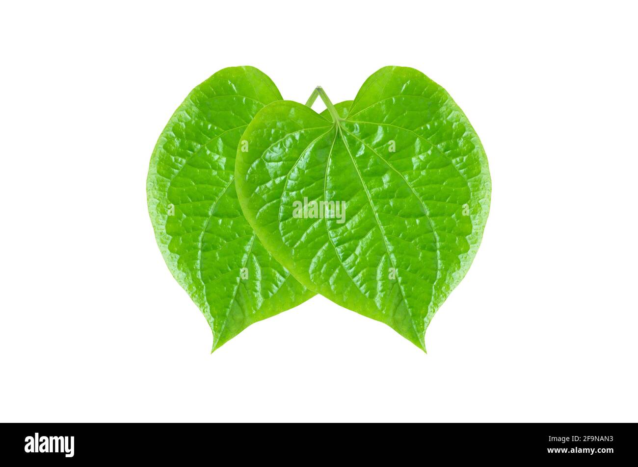 Grüne Betel- oder Piper-Betle-Blätter - isoliert auf Weiß Hintergrund Stockfoto