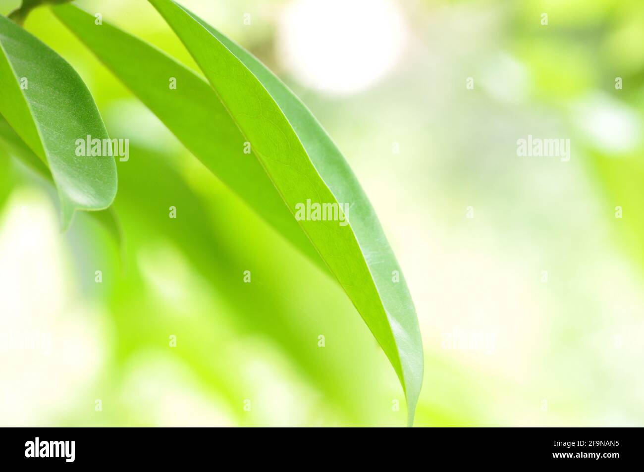 Grüne Blätter auf Bokeh Hintergrund Stockfoto