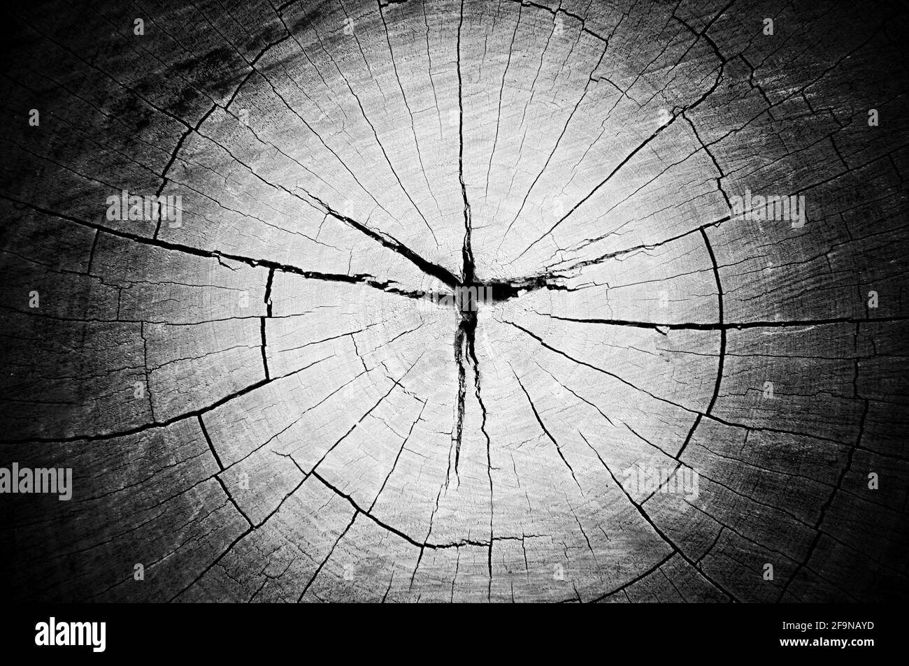 Trockene, alte gesprungene Baumstumpf-Textur mit Lomo-Effekt Stockfoto