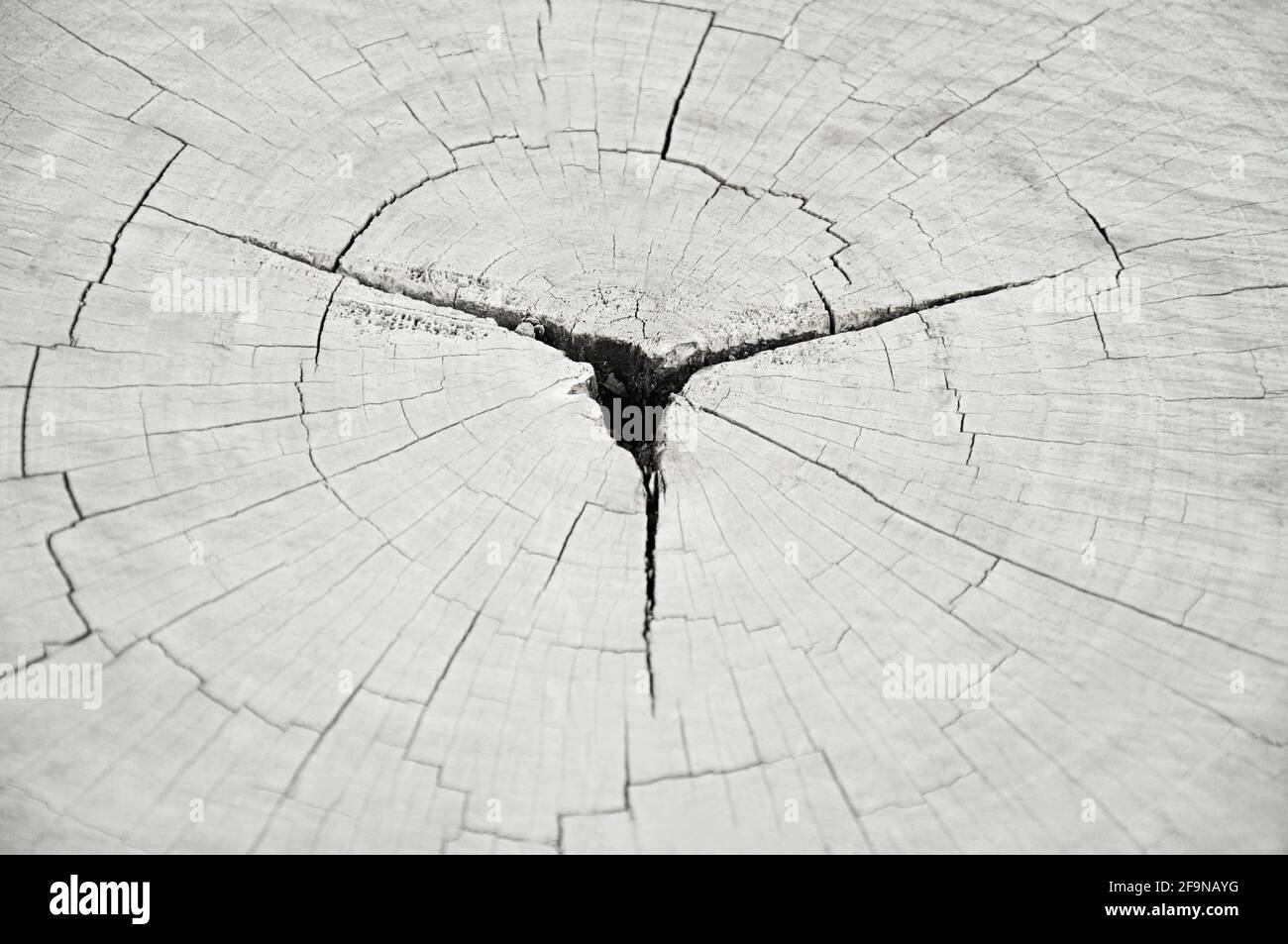 Alte gesprungene Baumstumpf-Textur Stockfoto