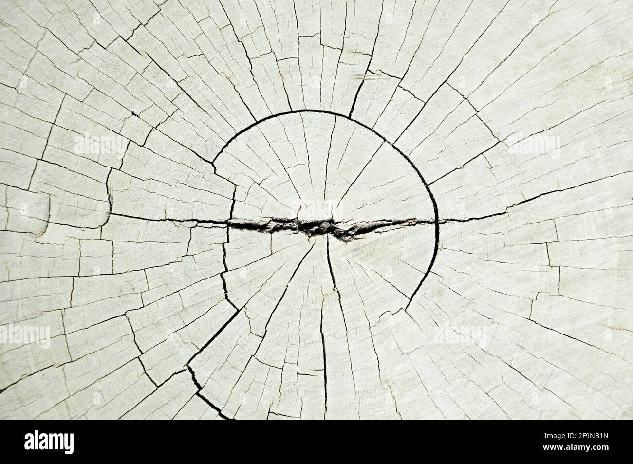 Trockene alte geknackte Baumstumpf Textur - Hintergrund Stockfoto