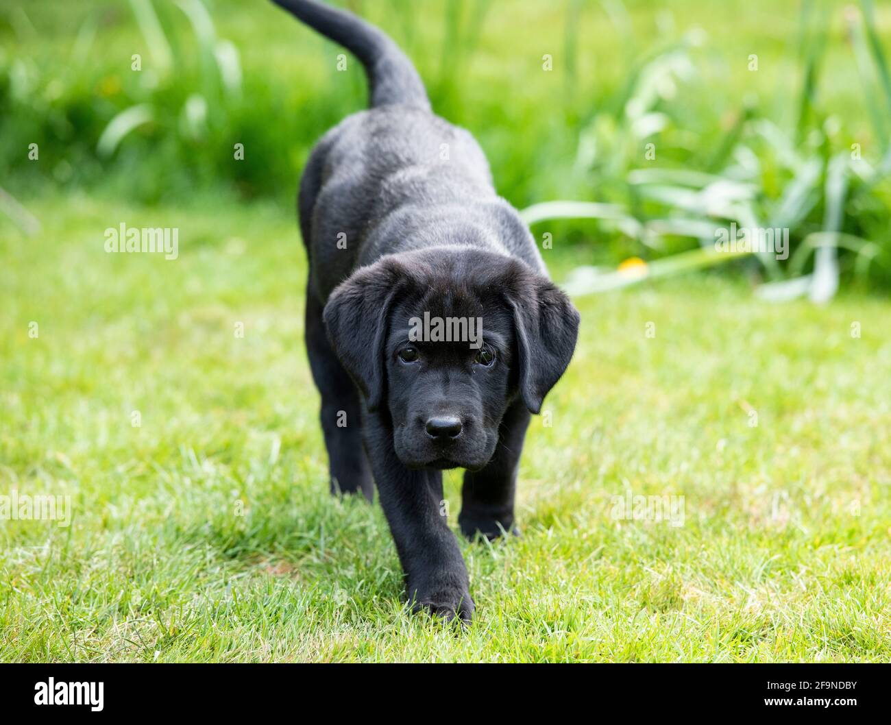 !o Woche alten schwarzen Labrador Puppy Portrait Stockfoto