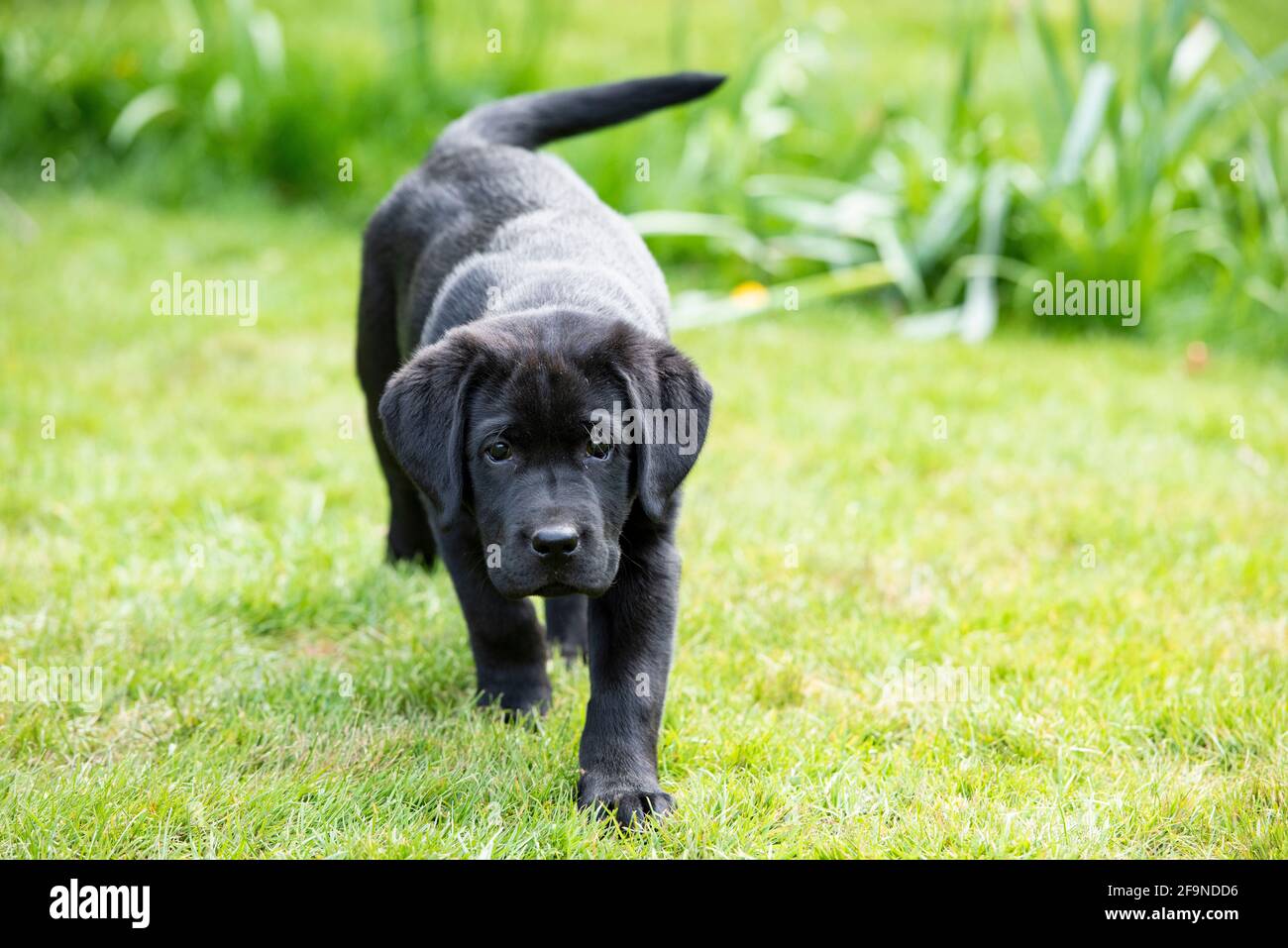 !o Woche alten schwarzen Labrador Puppy Portrait Stockfoto
