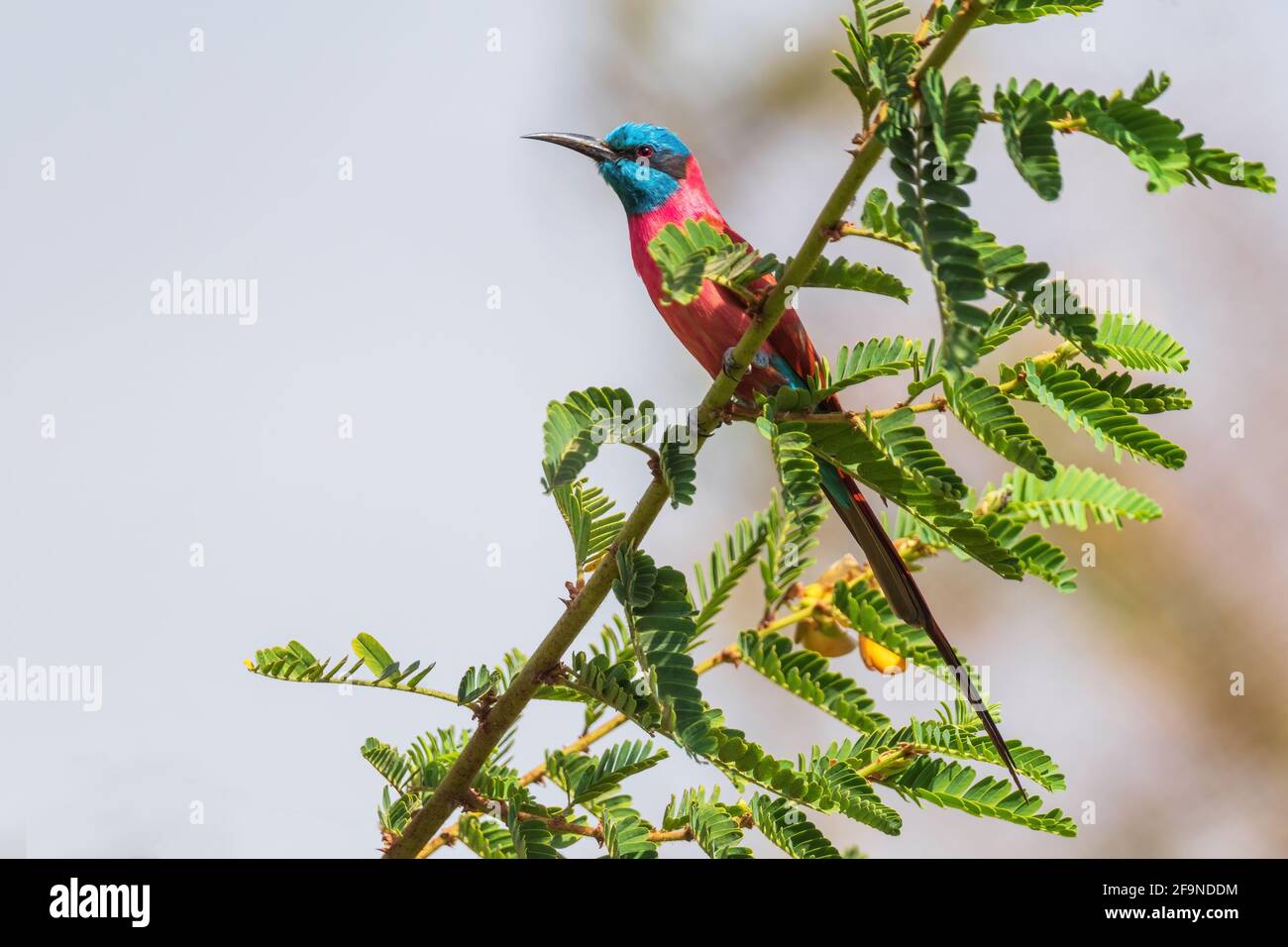 Carmine Bee-Eater - Merops nubicus, schöner, farbiger Vogel aus nordostafrikanischen Seen und Flüssen, Lake Ziway, Äthiopien. Stockfoto