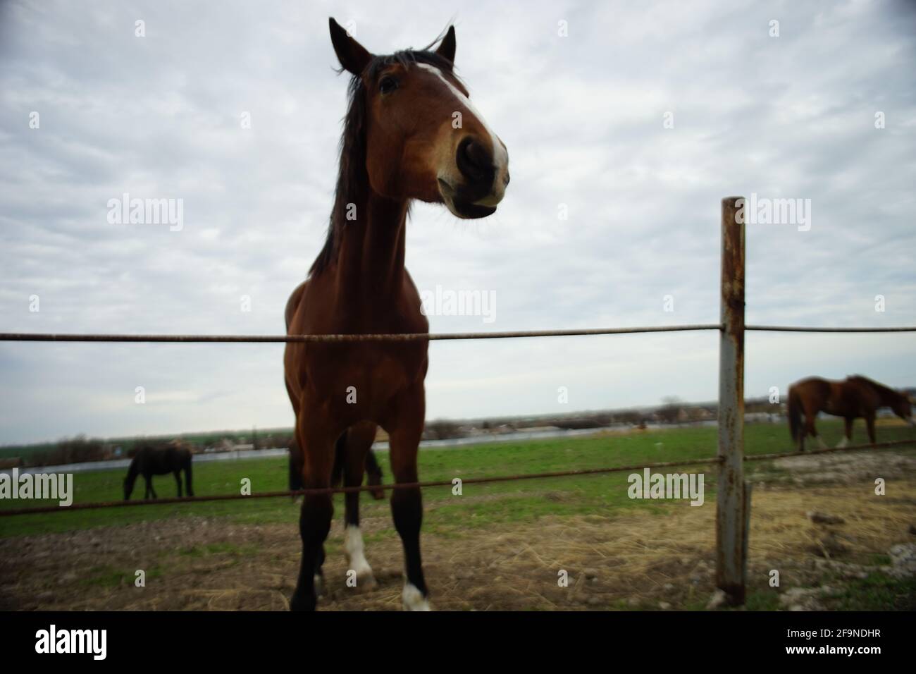 Pferde grasen auf einem Feld an einem Frühlingstag mit Bewölktes Himmel Stockfoto