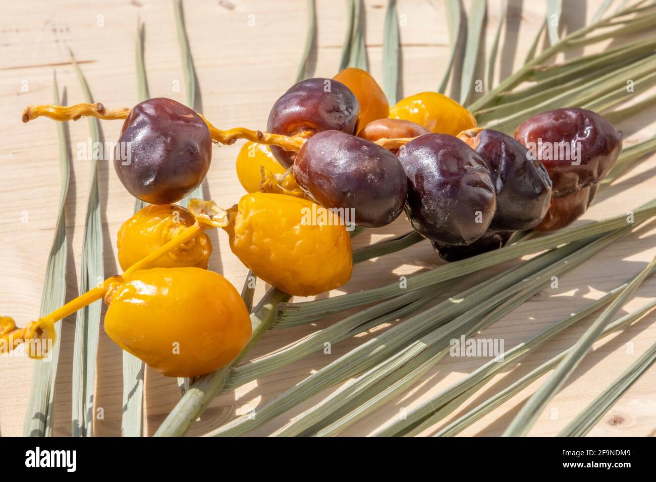 Fastenkonzept des heiligen Muslim Ramadan: Viele braune und gelbe Dattelfrüchte liegen auf einem Palmenblatt. Vegane Lebensmittel Hintergrund mit Kopieplatz. Niemand. Süß Stockfoto