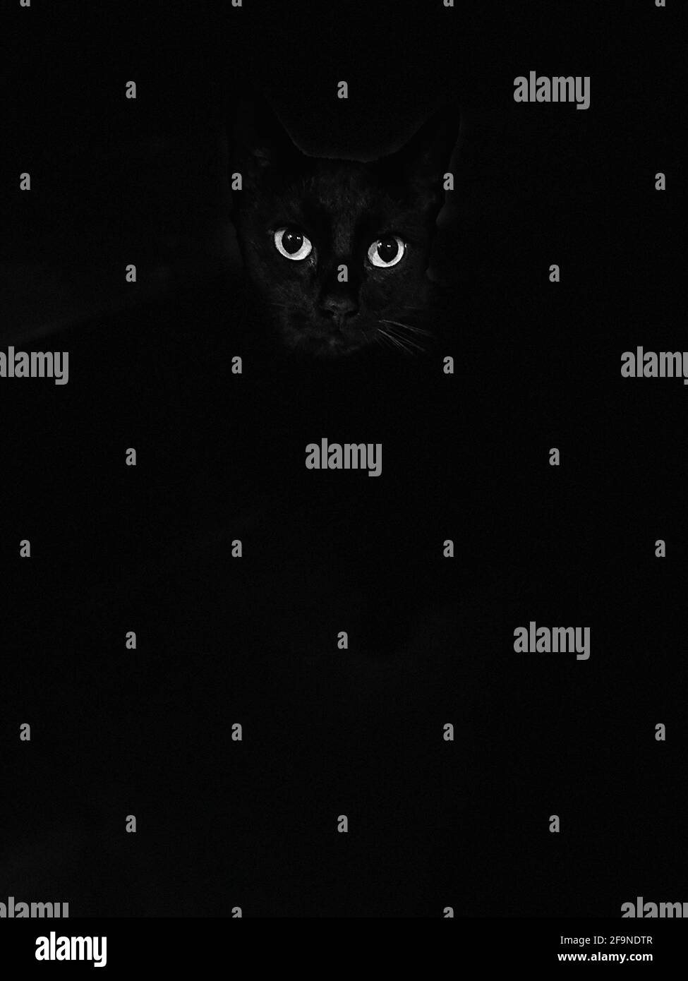 Schwarze Katze zeigte auf Augen schwarzen Hintergrund isoliert Stockfoto