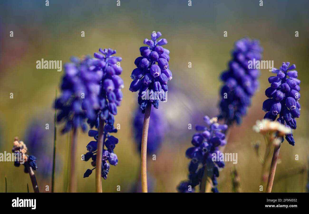 Traubenhyazinthe (Muscari vernachlässectum) ist eine blaue, mehrjährige Zwiebelpflanze oder Blume. Nahaufnahme Stockfoto