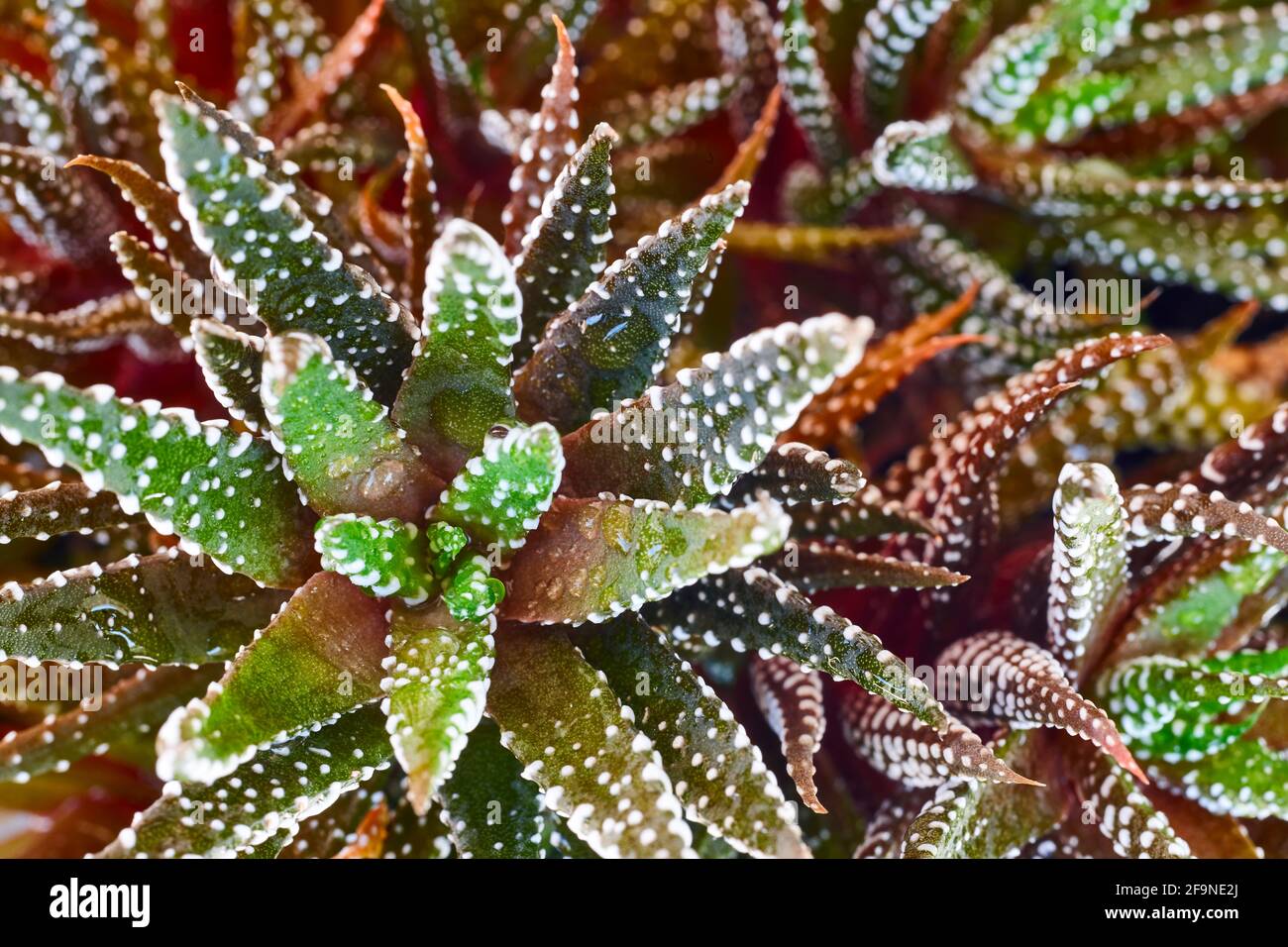 Kaktus haworthia fasciata Detail. Frischer natrlicher Garten Hintergrund.  Botanik Stockfotografie - Alamy
