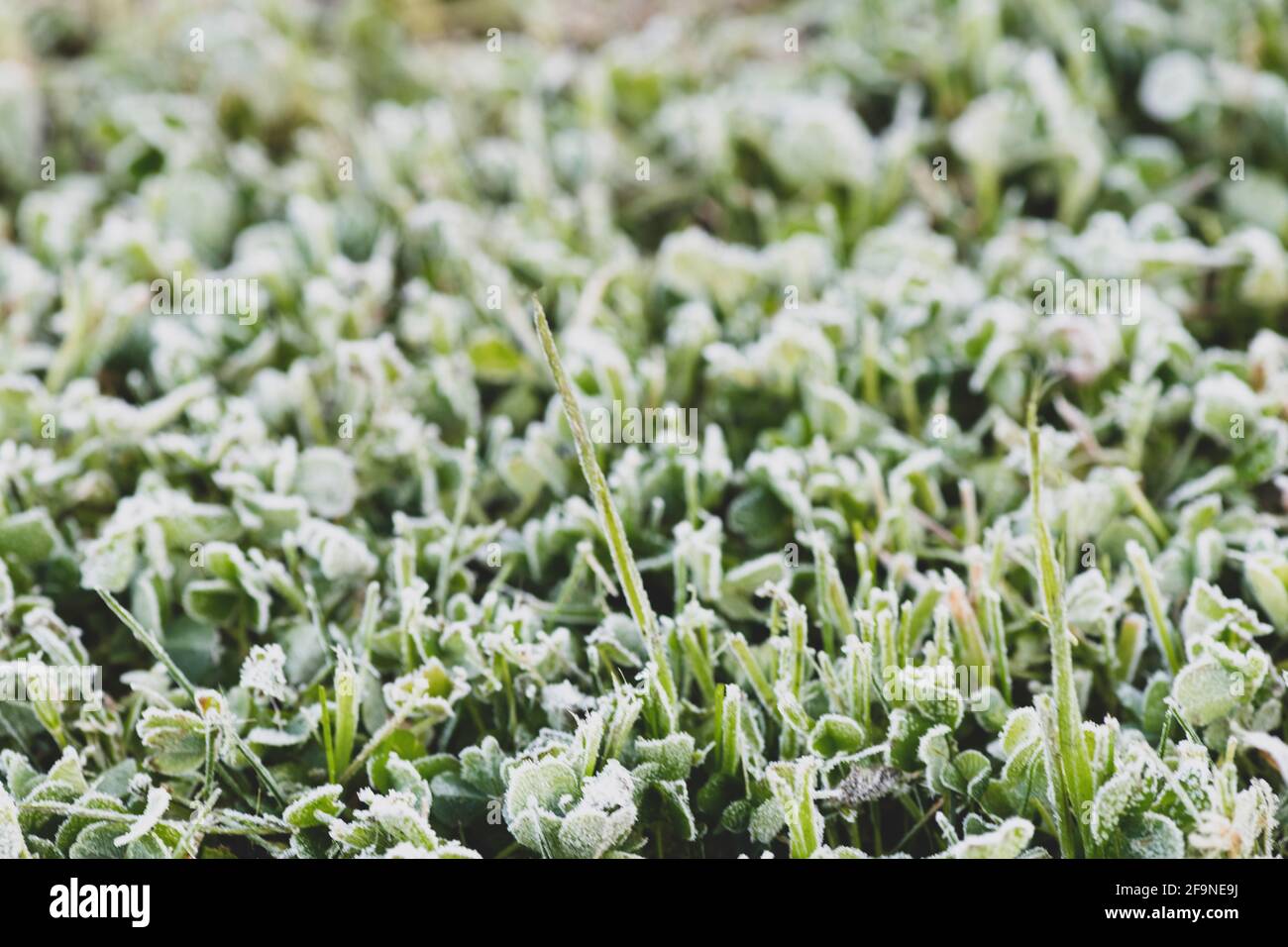 Hintergrund im selektiven Fokus von frostbedecktem Gras in einem englischer Garten verschwommener Hintergrund, um den Kopierraum matt-Filter zu unterstützen Hinzugefügt Stockfoto