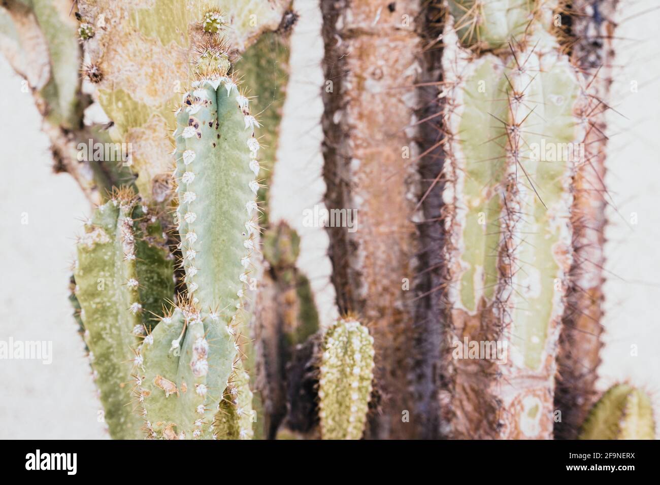 gummibaum bilder Ficus elastica variegata Altissima  Gummibaum Stmmchen 80100 cm