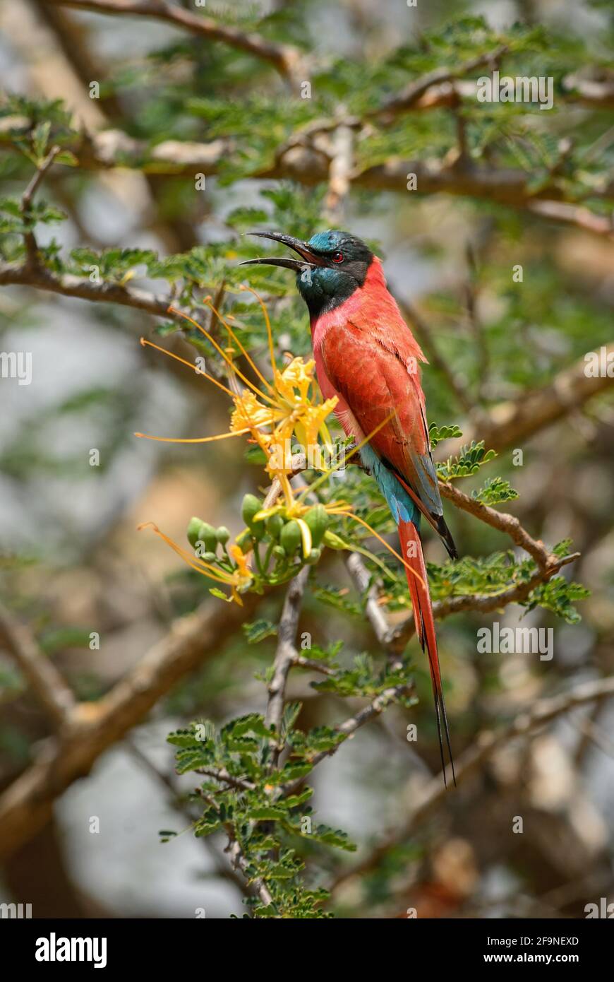 Carmine Bee-Eater - Merops nubicus, schöner, farbiger Vogel aus nordostafrikanischen Seen und Flüssen, Lake Ziway, Äthiopien. Stockfoto