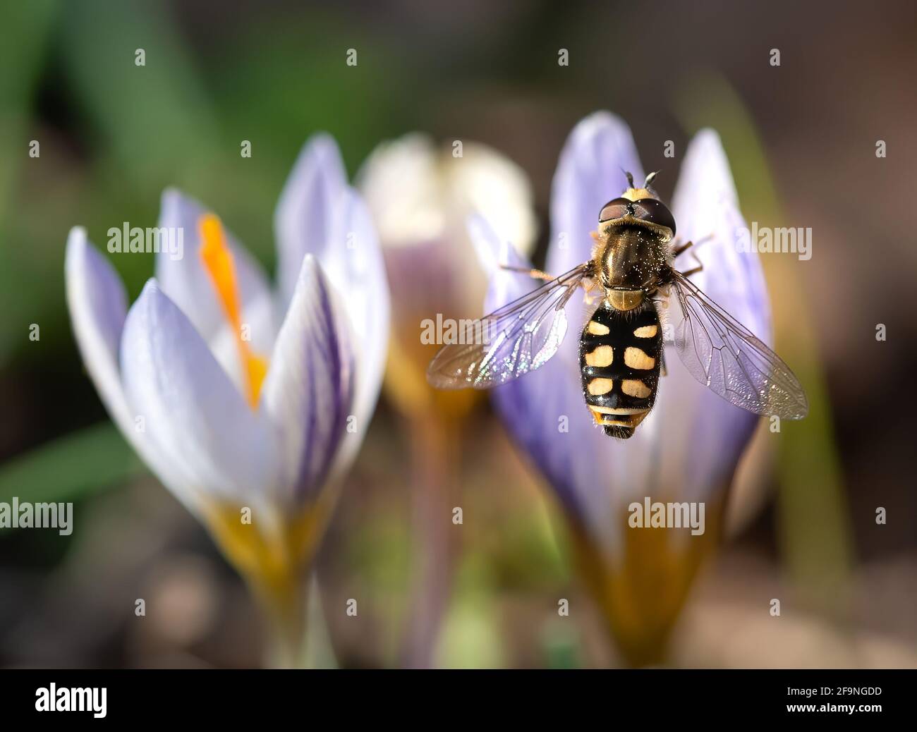 Honigbiene bestäubt an einem Frühlingstag die weiße rosafarbene Krokusblüte. Sammeln von Nektar aus einer Blume Stockfoto