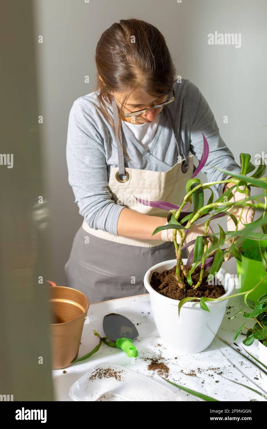 Floristin Frau transplantiert Blumen in Töpfe. Stockfoto