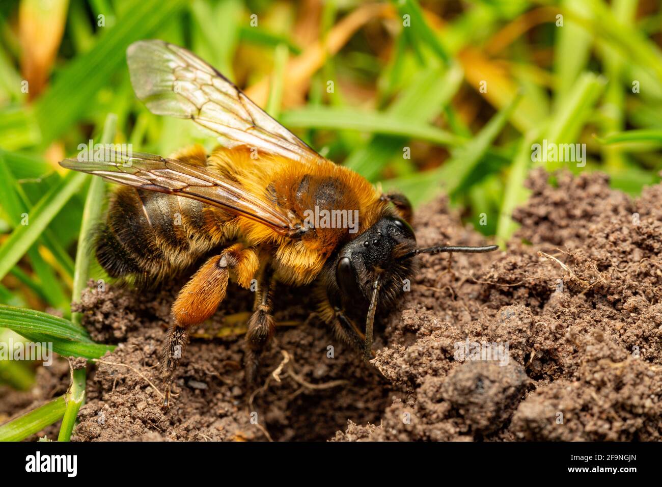 Buffish Mining Bee / Andrena nigroaenea Stockfoto