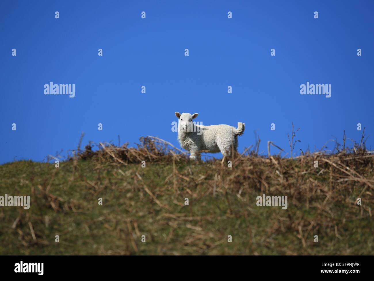 Lamb on the Long Mynd, Shropshire, England, Großbritannien. Stockfoto