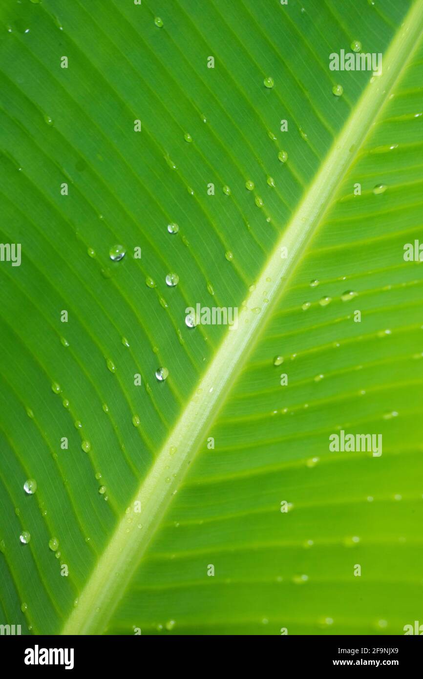 Wassertropfen auf der vertikalen Hochformat-Version des Bananenblatts Stockfoto