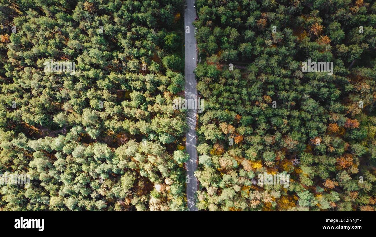 Luftaufnahme Draufsicht auf den Wald und die Straße. Luftaufnahme eines dichten Waldes im Herbst mit durchschneidenden Straßen Stockfoto