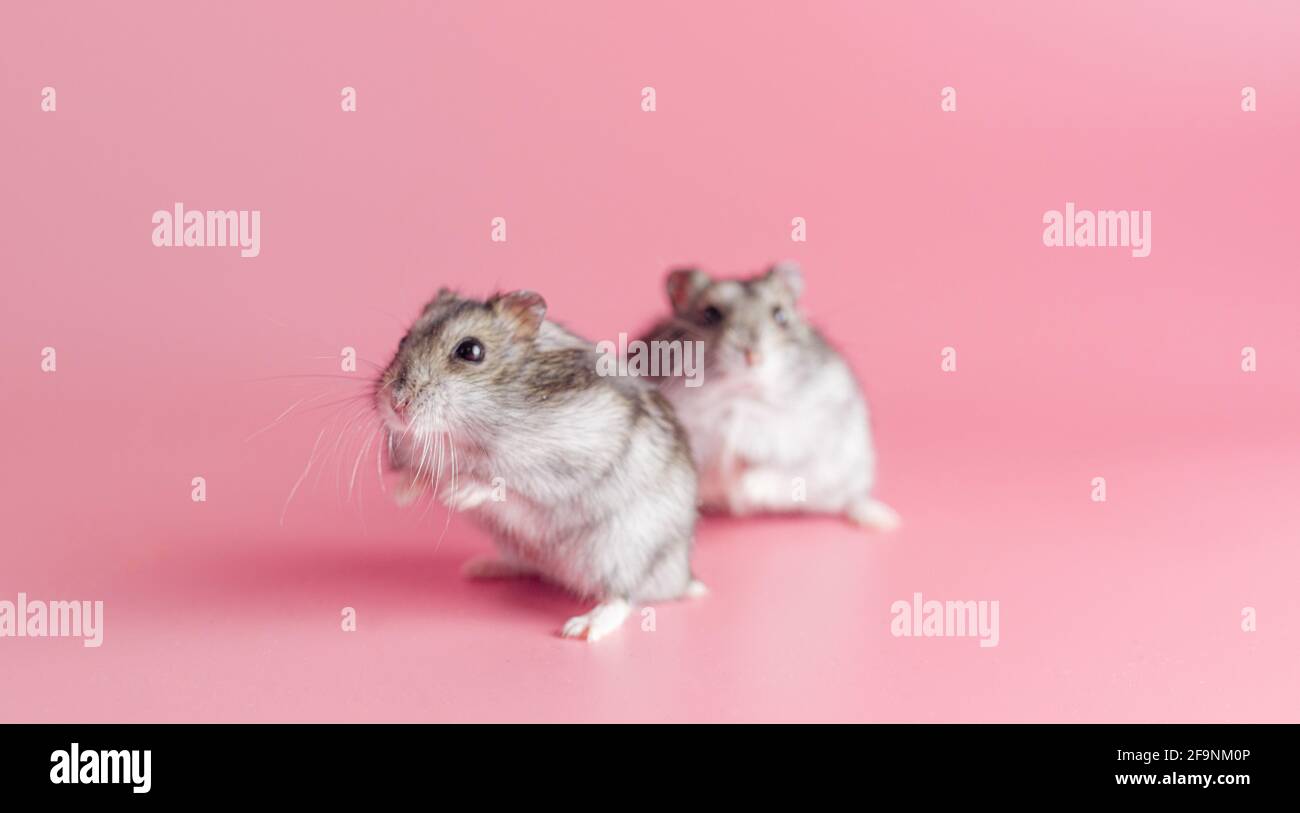 Hamster dzhungariki zwei auf einem rosa Hintergrund, kopieren Raum Stockfoto