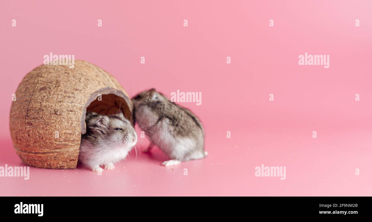 Hamster dzhungariki zwei in einem Haus aus Kokosnuss auf einem rosa Hintergrund, kopieren Raum Stockfoto