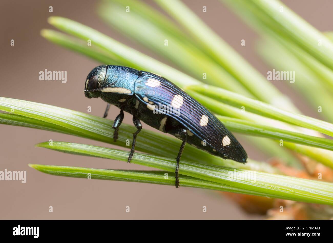 Edelkäfer, Buprestis octoguttata auf Kiefernnadel Stockfoto