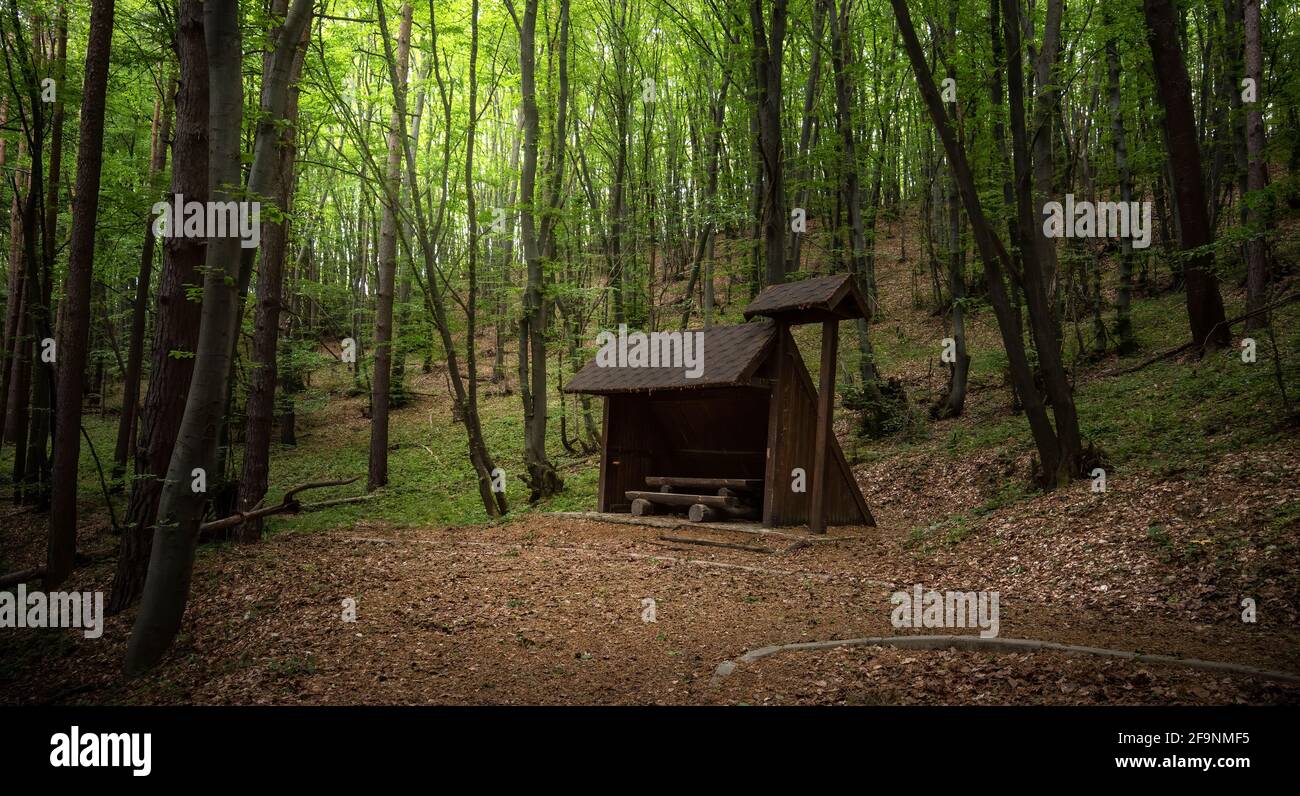 Bäume im grünen Wald und alte Holzschuppen oder -Häuser. Bunte Landschaft mit verzauberten Bäumen und Landschaft mit Pfad in verträumten Frühlingswald. Stockfoto