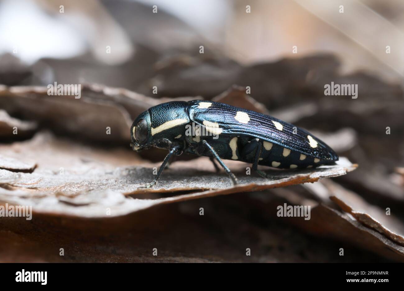 Edelkäfer, Buprestis octoguttata auf Kiefernrinde Stockfoto