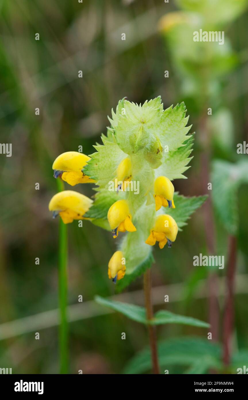 Nahaufnahme eines Blütenstands des Alpenrasseltals (lat: Rhinanthus alpinus) vor einem unscharfen natürlichen Hintergrund. Stockfoto