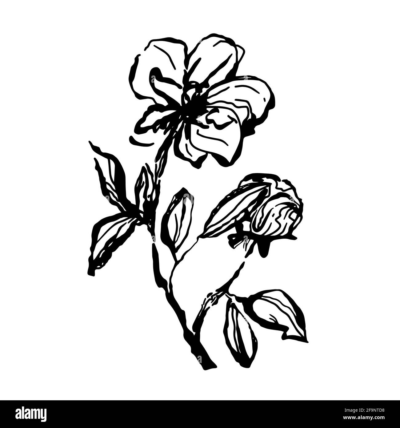 Blumenzweig mit Blättern und ungeöffneten Knospen isoliert Vektor-Hintergrund Stockfoto