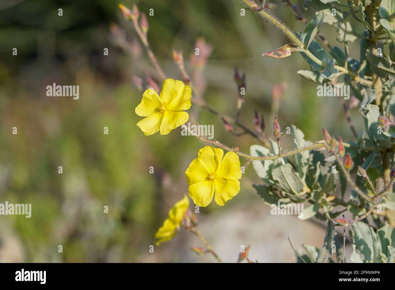 Gelbe Felsenrose, Halimium atriplicifolium, mediterrane Pflanze, blühend, Andalusien, Spanien. Stockfoto