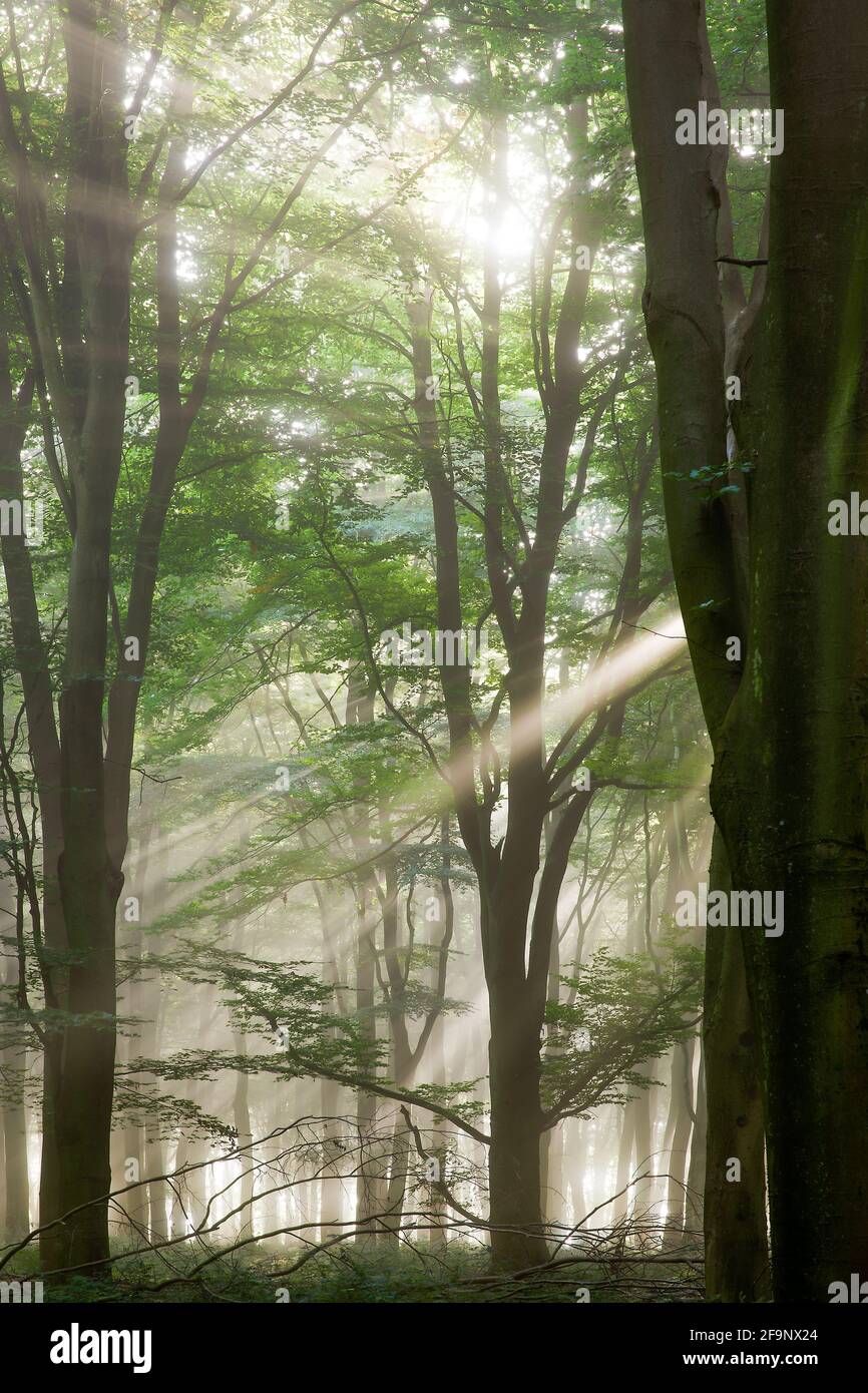 Tiefes Waldlicht mit Sonnenstrahlen, die durch den Waldnebel kommen. Natürliche Baumlandschaft in Norfolk England Frühling Stockfoto