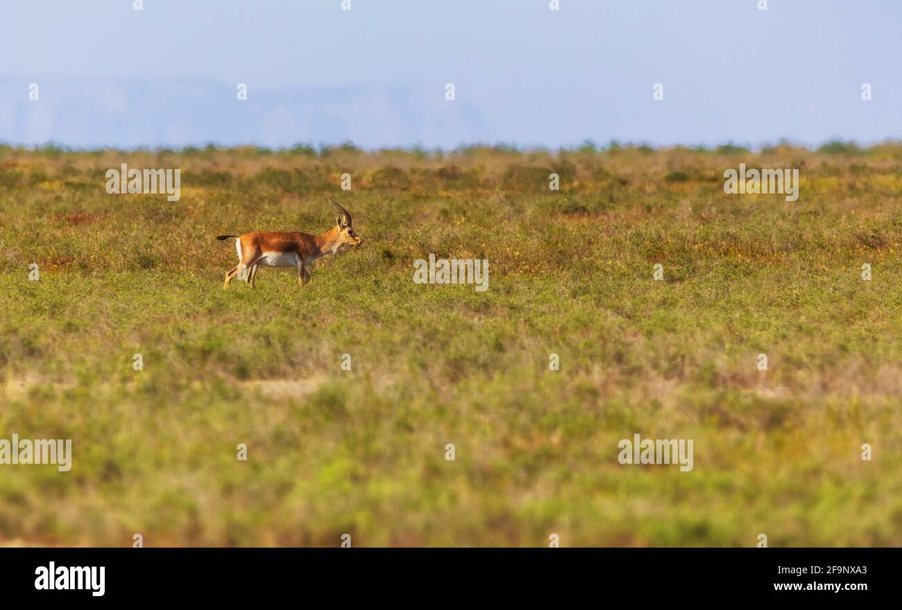 Einsame Gazelle, die über die Steppe läuft Stockfoto