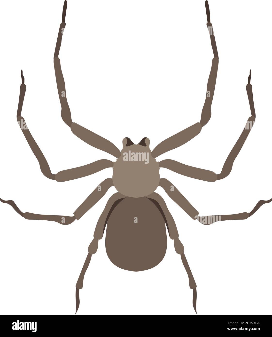 Vektor Spinne sicarius hahni afrikanische Arten Illustration Stock Vektor