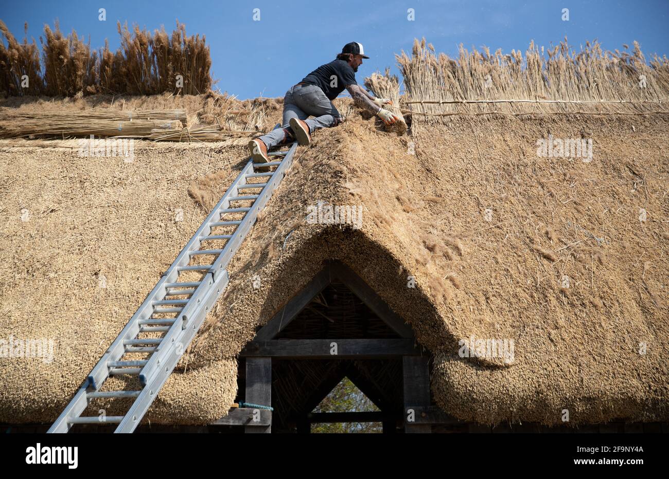 Meister Thatcher Lyle Morgans arbeitet auf dem Dach einer neuen sächsischen Halle auf der Butser Ancient Farm in Hampshire. Es basiert auf einem angelsächsischen Hallhaus aus dem 7. Jahrhundert, das in der Nähe des nahegelegenen Dorfes Chalton gefunden wurde und wird mit traditionellen Holzrahmen- und Strohtechniken unter Verwendung von 3.5 Tonnen Schilfstroh auf dem Dach gebaut. Bilddatum: Dienstag, 20. April 2021. Stockfoto